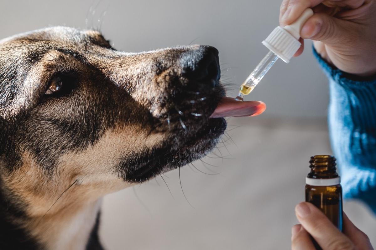 CBD Oil for Dogs: A Comprehensive Guide for Pet Owners in Malta