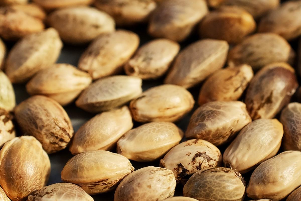 Unlocking the Potential of CBD for Epilepsy: What You Need to Know
